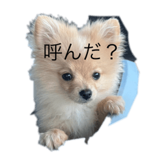 ruru_20250228082823