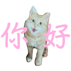 ㄉㄟㄉㄟ星星鑽鑽