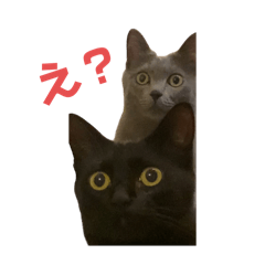 aoi_20250228084556