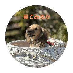 ann_20250227213221