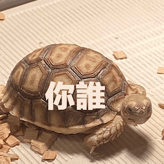 龜寶の忍者修煉日常