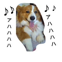 the welsh corgi youcan'twork5