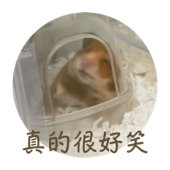 調皮搗蛋的地瓜