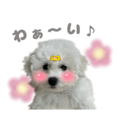 ビションフリーゼのぱるくん2
