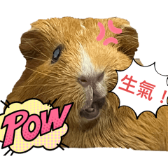 4鼠寶