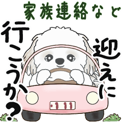 Moving Shih tzu 2025 (Family contact)