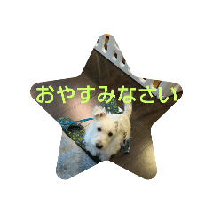 shiro_20250228152905