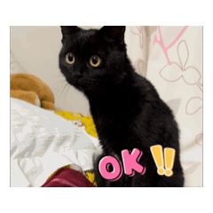 kou11_20250228212149