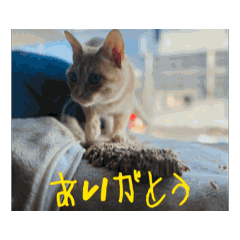 mame_20250228215556