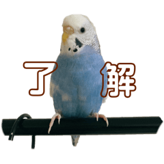 hiranokenoinko