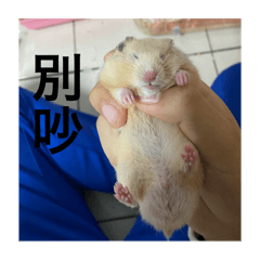盤盤跟你說早安