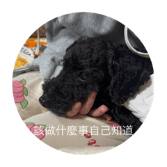 小黑皮大快樂