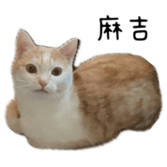 麻吉胖胖