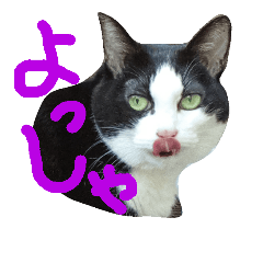 Cat-Face Responding Stickers