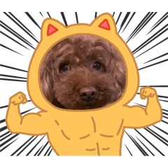 chachapoke