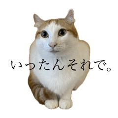 mimi_20250228203335