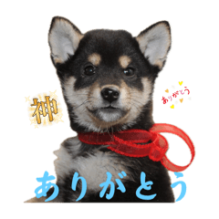 RYU_20250228200903