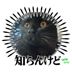 kana_20250228225001