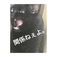 yoshi_20250228225059