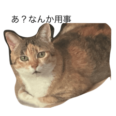 hinata_20250301002429