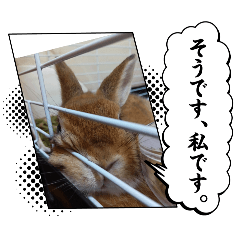 RiNa_ChaChaCha