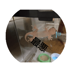 mayuyu_20250228232244