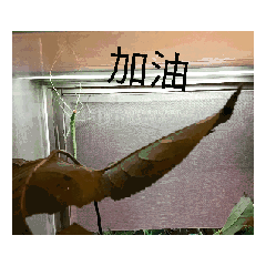 班點我