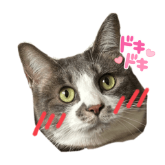 Aki_20250301083756