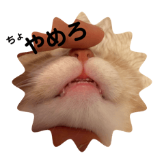 mayu_20250301133028