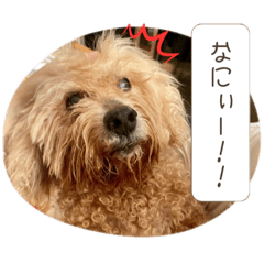 muwamuwadog lucky