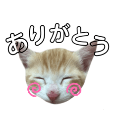 maki_20250301182155