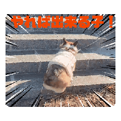 komugi_20250301231546