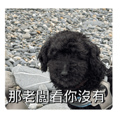 小黑皮大快樂2