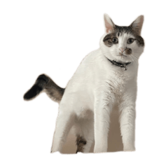 mochimochinekonosutanpu