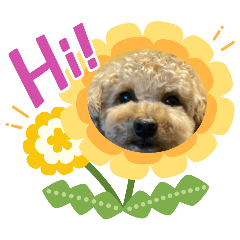 dog2yn