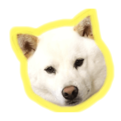 pi_shirokuropon