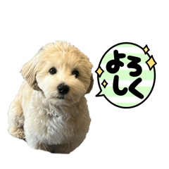 rice cracker_20250302015227