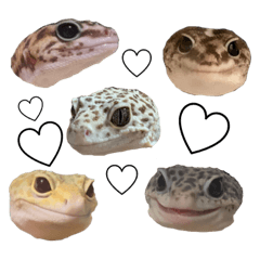nn_20250301191220
