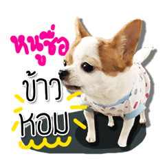 kaow-hom Chihuahua dog