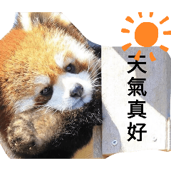 呆呆的小熊貓