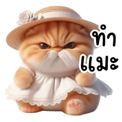 แมวส้มชอบเหน็บแนม (BIG) v.3