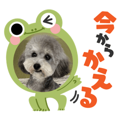 Sumomo-1