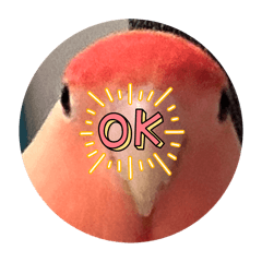 cherry_20250302113605
