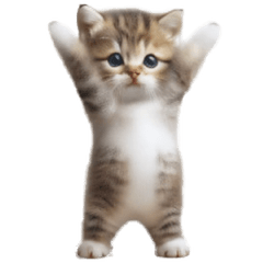 Cute dance Cats3