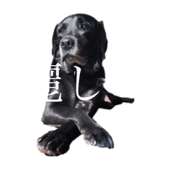 COCO of Black labrador retriever