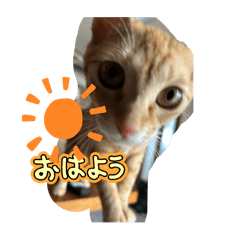 sawa_20250302180121
