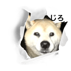 aoi_20250302163810