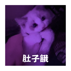 可愛MiuMiu日常