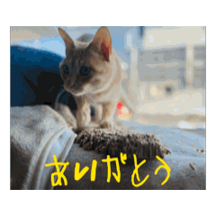 mame_20250303072311