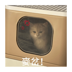嘟嘟的表情包1